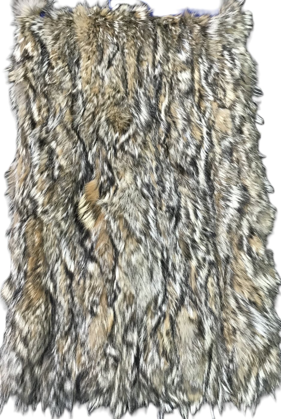 Coyote Back